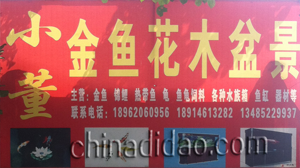 小董金鱼花木盆景