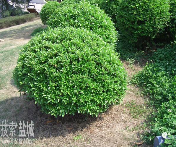 江苏长宏园林建设有限公司