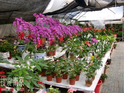 佳杰园林绿化服务中心