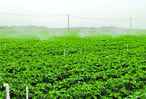 大丰市吴王市场苗木专业合作社