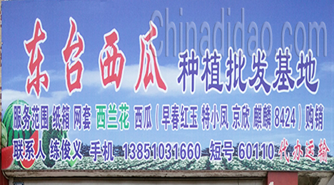 东台市弶港农场西瓜种植批发基地