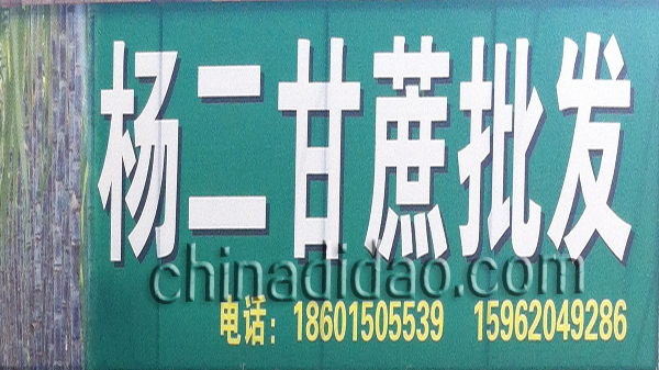 杨二甘蔗批发
