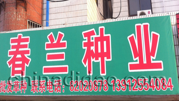 春兰种业