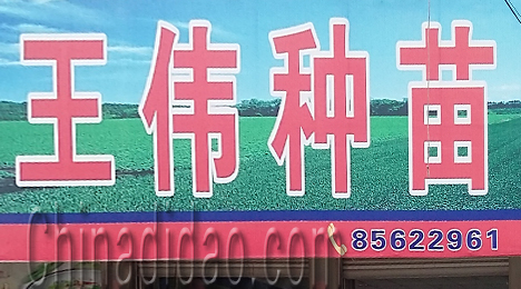 东台市三仓镇王伟种苗