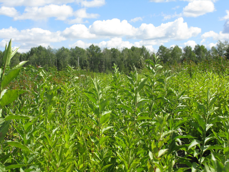 射阳县海通镇农业技术推广服务中心