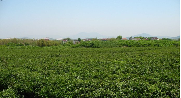 宜兴市龙池茶场