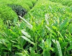 宜兴市元春茶场