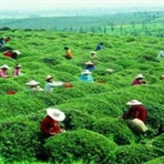 常州市金坛区茶叶协会