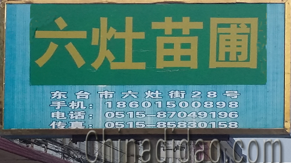 东台市头灶镇六灶苗圃