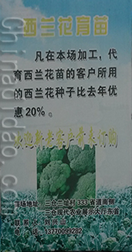 东台市三仓镇西兰花育苗