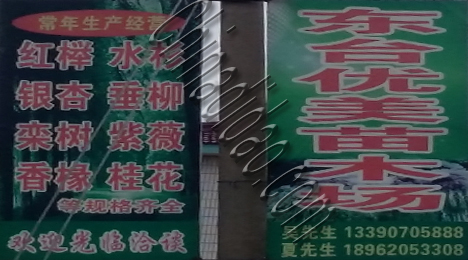 江苏省弶港农场优美苗木场