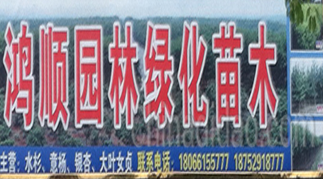 东台市头灶镇鸿顺郭林绿化苗木