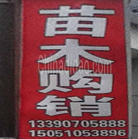 东台市弶港镇苗木购销