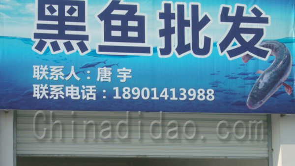 黑鱼批发