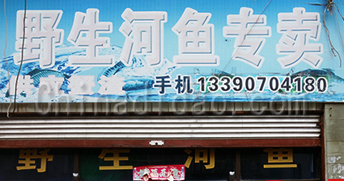 东台市三仓镇野生河鱼专卖