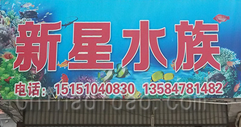 东台市时堰镇新星水族