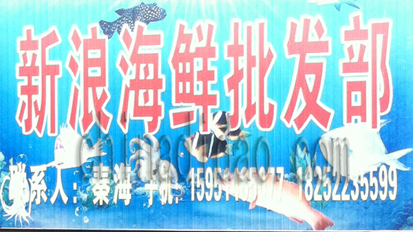 新浪海鲜批发部