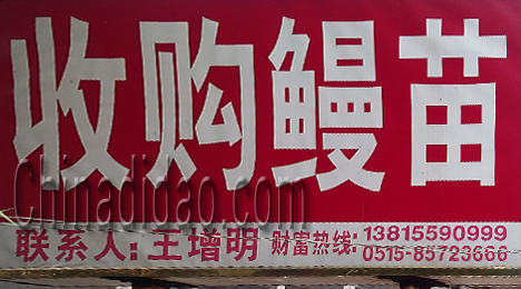 东台市弶港镇收购鳗苗