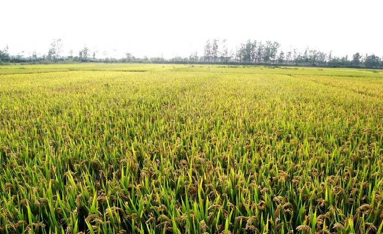 江苏省新洋农场