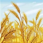 常州市金坛区粮食局