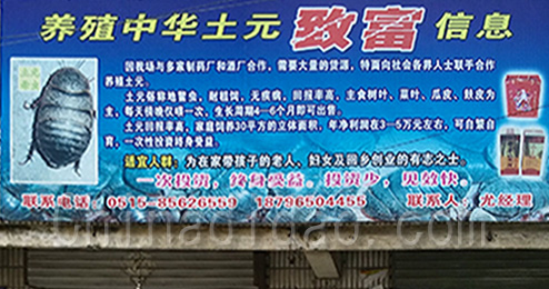 东台市三仓镇养殖中华土元致富信息