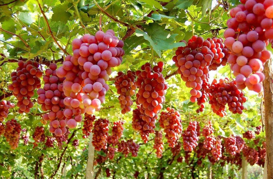 东台市五烈镇云禾葡萄园