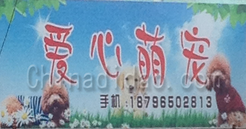 东台市富安镇爱心萌宠