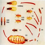 溧阳市白蚁防治站