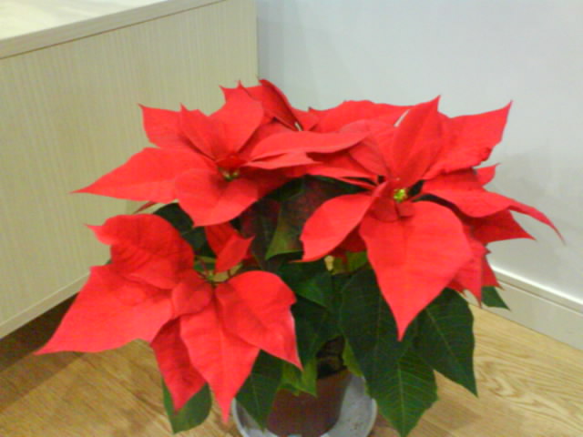 无锡招商城劝业场源丰灯饰经营部