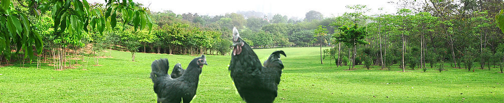 东台市绿鑫禽业专业合作社