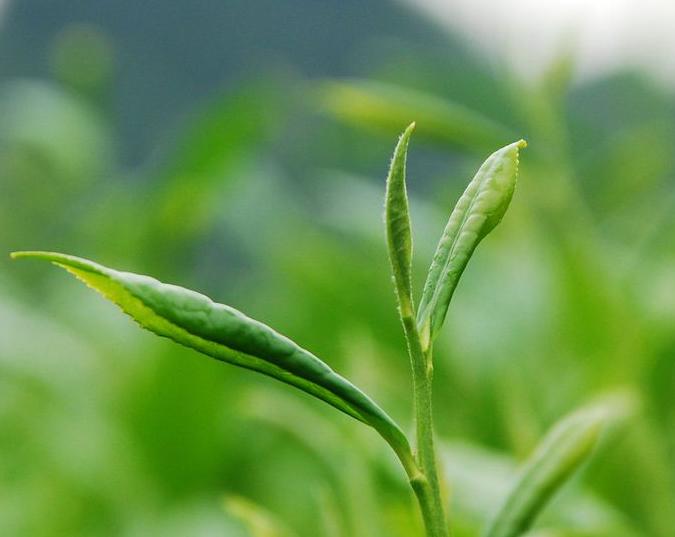 溧阳市天目湖时雨茶场