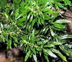 常州牛津石松生物科技有限公司
