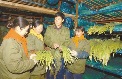 射阳碧林大蒜专业合作社