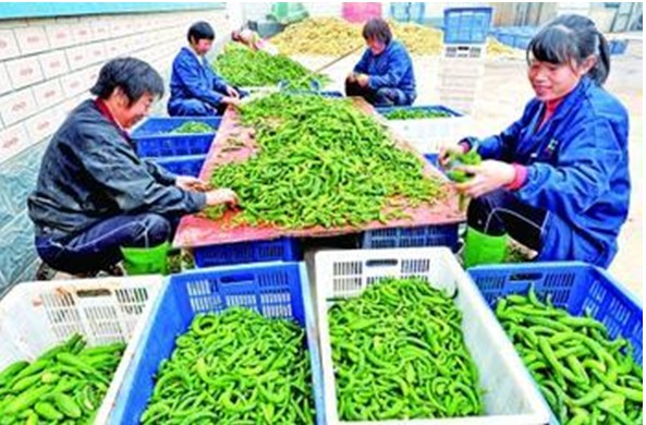 建锋绿色酱菜厂