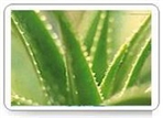 江苏南博望生物技术研究院有限公司