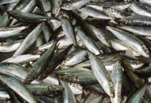 兆生水产经营部