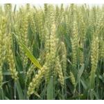 江苏省农垦农业发展股份有限弶港分公司